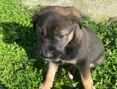 Отдадим в добрые руки