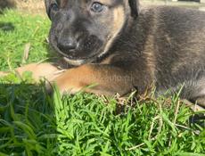 Отдадим в добрые руки