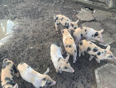 Продаю поросят