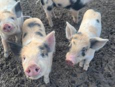 Продаю поросят