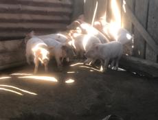 продаются поросята 