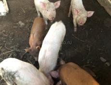 продаются поросята 