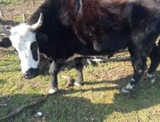 Продается бык срочно 
