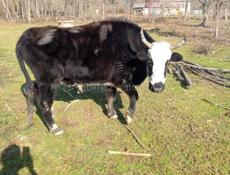 Продается бык срочно 