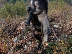 Козел альпийской породы