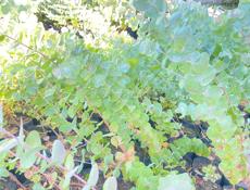 Саженцы Серебристого  Эвкалипта