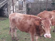 Продается телка 