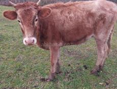 Продается телка 