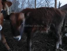 Бычок 5 месяцев упитанный ест все 