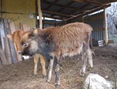 Бычок 5 месяцев упитанный ест все 