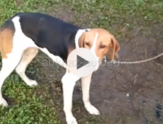 Потерялись собаки