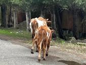 Корова с теленком 