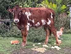 Корова с теленком 