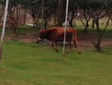 Продаётся телёнок