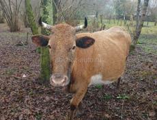 Продаётся Корова