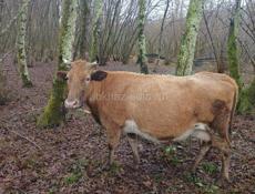 Продаётся Корова