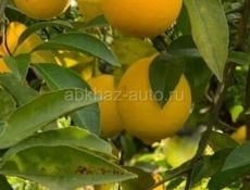 Лемоны куплю 