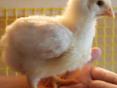 Цыплята подрощеные