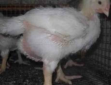 Цыплята подрощеные