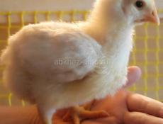 Цыплята подрощеные