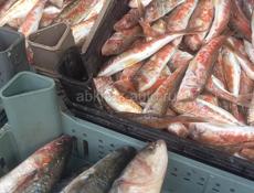 Свежая рыба