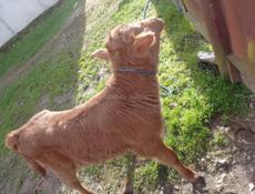 Продаю тёлку 15 дней от хорошей молочной коровы 