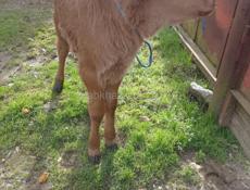 Продаю тёлку 15 дней от хорошей молочной коровы