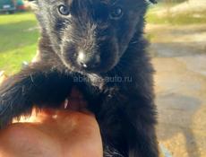 Милашки Щенки чистокровной  Немецкой Авчарки 