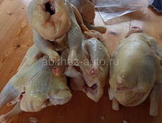 Продаются домашние куры живые и чищеные доставка есть по всей Абхазии 