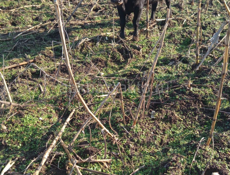 Бык 180-200 кг 9961888