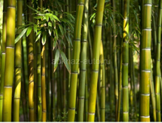 Бамбук