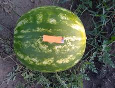 Семена арбуза сорт огонь урожай 70т 80т с 1г очень крупные плоды