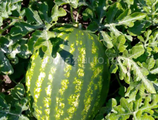 Семена арбуза сорт огонь урожай 70т 80т с 1г очень крупные плоды