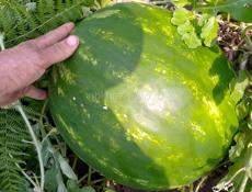 Семена арбуза сорт огонь урожай 70т 80т с 1г очень крупные плоды