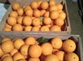 Апельсины 