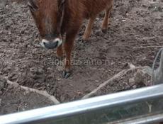 Продается телка.