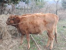 Продается телка.