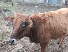 Продается телка.