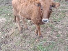 Продается телка.