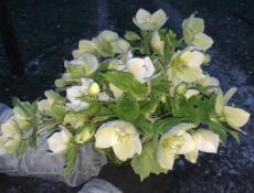 Горные цветочки. 