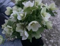 Горные цветочки. 