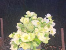 Горные цветочки. 