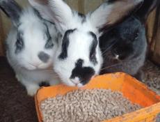 Продаю 3 кроликов 2 т порода смешаные обычный и дикоративный