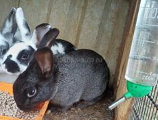 Продаю 3 кроликов 2 т порода смешаные обычный и дикоративный