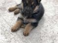 Щенки немецкой овчарки
