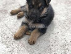 Щенки немецкой овчарки