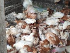 Продаю цыплят несушек, им месяц и три недели 