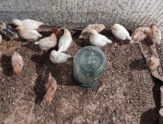 Продаю цыплят разных пород, им 3 недели 