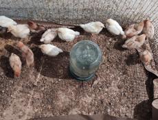 Продаю цыплят разных пород, им 3 недели 