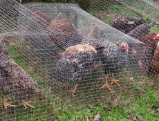 Продаю молодые куры разных пород.